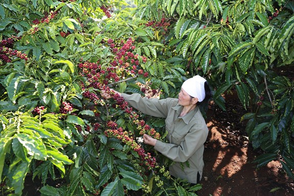 Cà phê pha phin được sản xuất hoàn toàn từ cà phê Robusta chất lượng cao đạt tiêu chuẩn cà phê quốc tế.